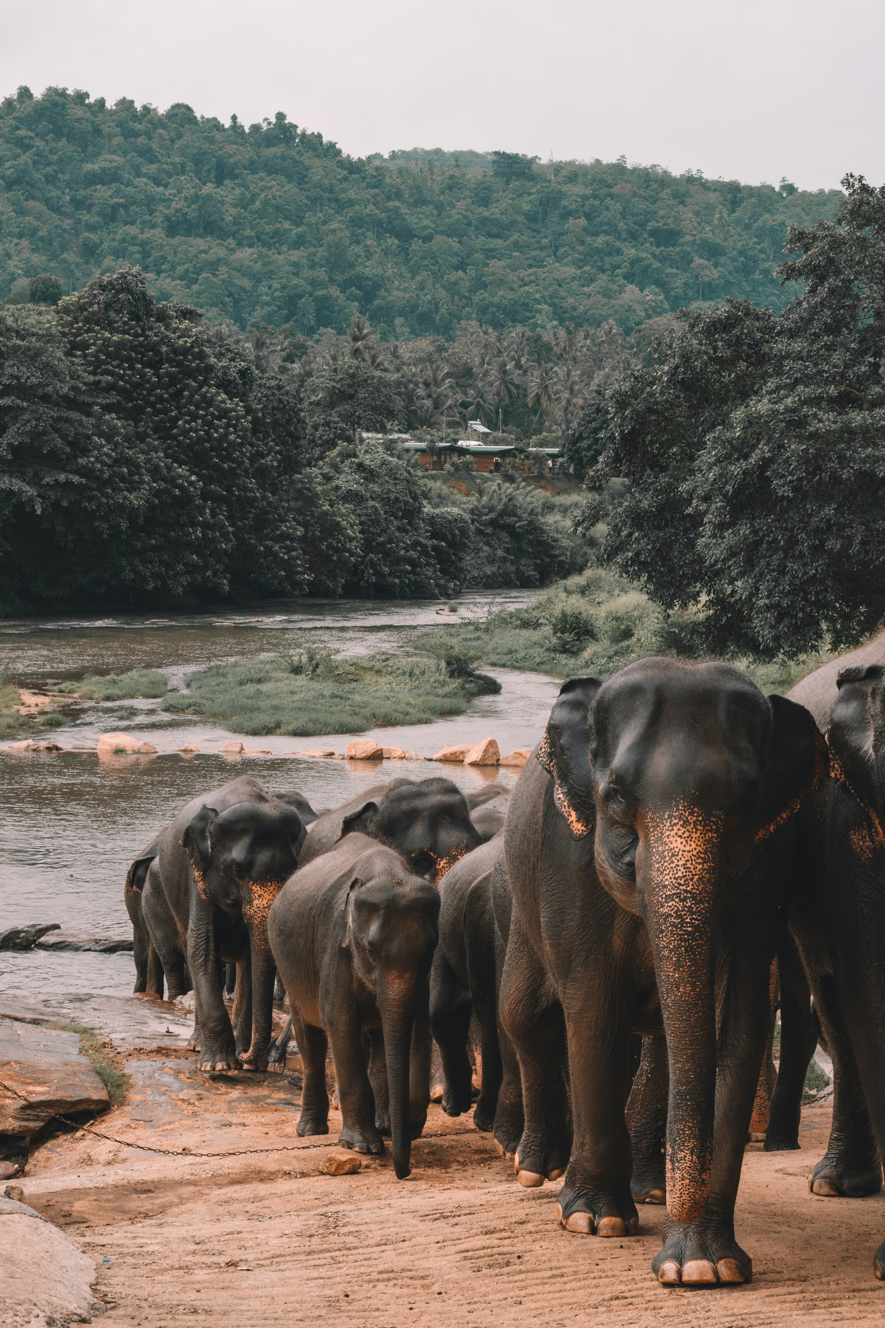 Pinnawala, Kegalle